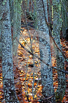 Trees in a forest, sunlight and the golden leaves. photo