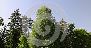 trees in the forest in sunny weather