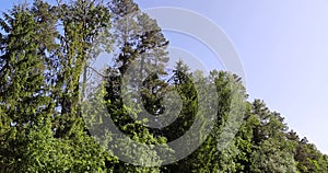 trees in the forest in sunny weather