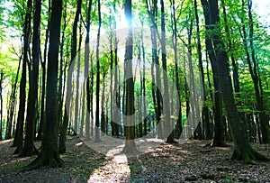 The trees in a forest and in sunshine