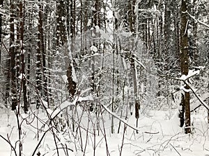 Trees in the forest under the snow winter. Natural beautiful background with frosted trees in winter