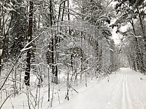 Trees in the forest under the snow winter. Natural beautiful background with frosted trees in winter