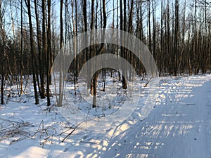 Trees in the forest under the snow winter. Natural beautiful background with frosted trees in winter.