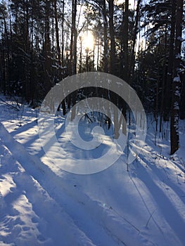 Trees in the forest under the snow winter. Natural beautiful background with frosted trees in winter