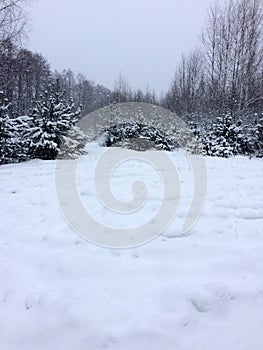 Trees in the forest under the snow winter. Natural beautiful background with frosted trees in winter