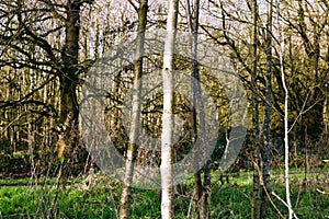 Group of Trees In a Forest Wide View