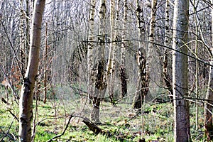 Group of Trees In a Forest Wide View