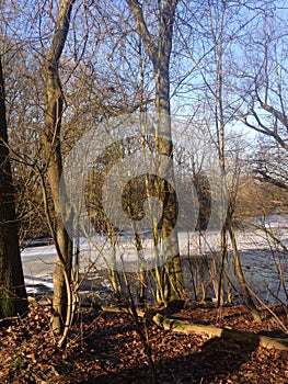 Trees in the forest in winter in the channel background