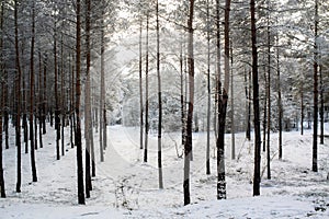 Trees in the forest in winter