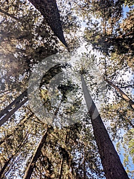 trees, forests, pine trees, plantations,view