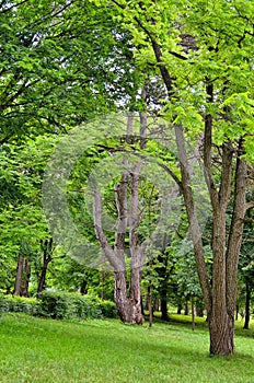 Trees in formal garden and green grass