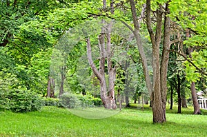 Trees in formal garden and green grass