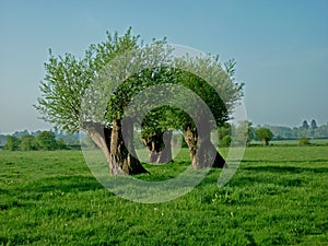 Trees forming intersting abstract shape(s).