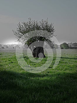 Trees forming intersting abstract shape(s).