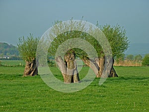 Trees forming intersting abstract shape(s).