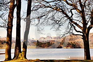 Trees framing Windermere and the Langdale Pikes