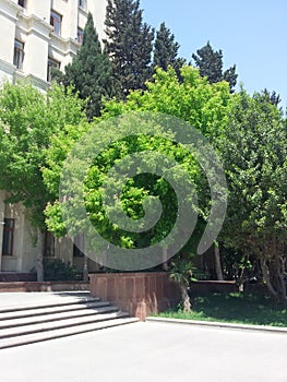 Trees in front of building