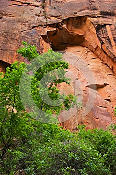 Trees in front of Copper colored cliffs , Zion National Park