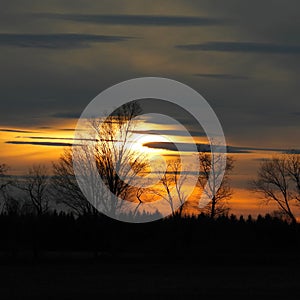 Trees in front of yellow and orange storm cloud sunset in FLX