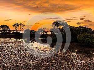 Trees in front of a yellow sunset