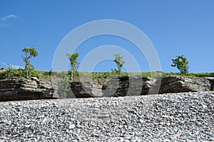 Trees at the frontline of cliffs by a coast with pebbles