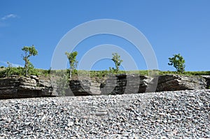 Trees at the frontline of cliffs by a coast with pebbles photo