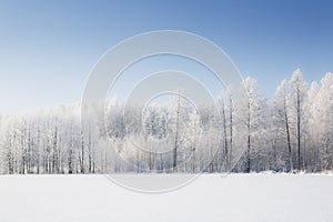 Trees in frost