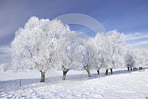 Trees in frost