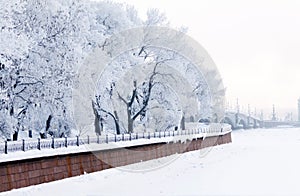 Trees in frost and Neva River