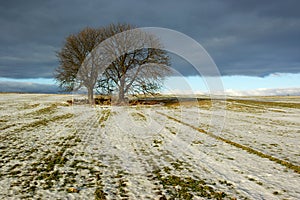 Trees in frozen field