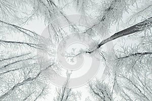 Trees in frozen forest with hoarfrost