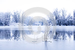 Trees in a frozen lake