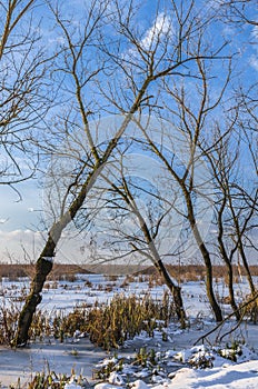 Trees on frozen lake