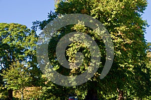 Trees in the garden