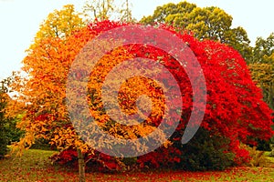 Trees in a garden in beautiful autumn colours