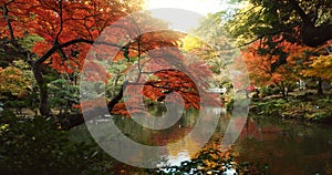 Trees, garden and lake in landscape and environment, Japanese park with red and green foliage or leaves. Plants, forest