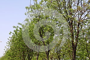 Trees germinate in spring