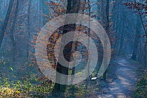 Trees in the gloomy forest in Maksimir, Zagreb, Croatia