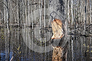 Trees gnawed by beavers