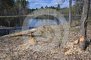 Trees gnawed by beavers