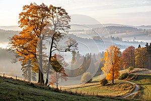 Trees in the golden fog photo