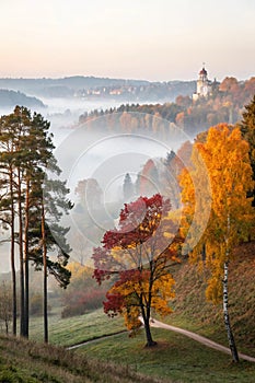 Trees in the golden fog photo