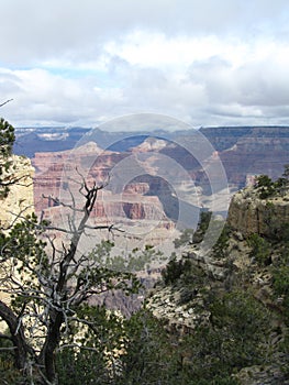 Trees Grand Canyon South Rim View