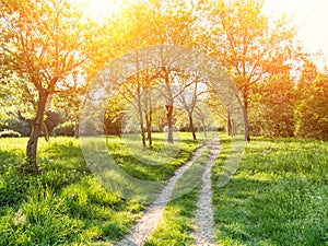 Trees and grass in backyard at sunny day