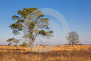 Trees at the grass field of the Noordsche Veld nature reserve in Drenthe