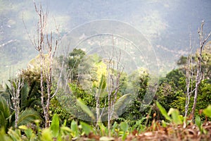 Trees and grass in a tropical rain forest