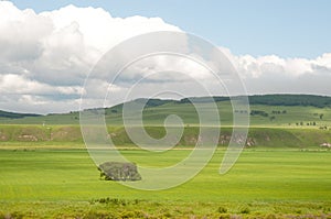 Trees in the grassland