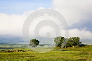 trees in grassland