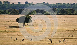 Trees in the grassland in CabaÃÂ±eros photo