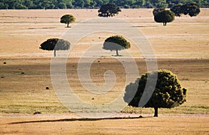 Trees in the grassland in CabaÃ±eros